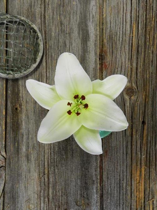 Nova Scotia 3/5 Bloom White La Lilies